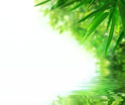 Fototapete Pflanzen von Bambus am Wasser