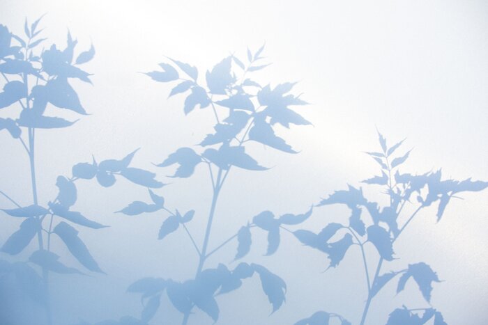 Fototapete Pflanzenschatten