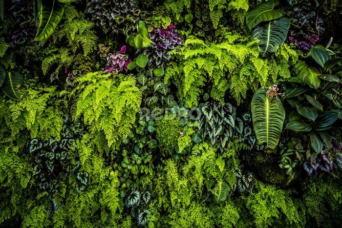 Fototapete Pflanzenwand