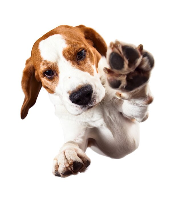 Fototapete Pfötchen gebender Hund