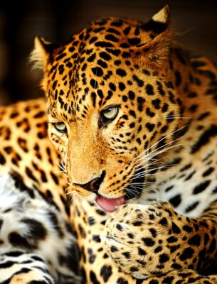 Pfotenwaschender Leopard