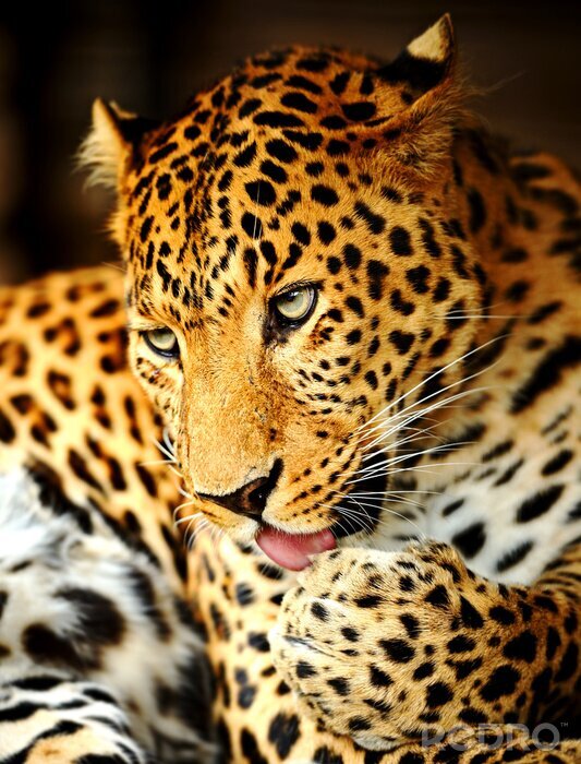 Fototapete Pfotenwaschender Leopard