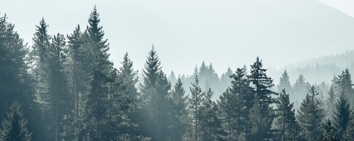 Fototapete Pine trees forest stylized silhouette photo banner background