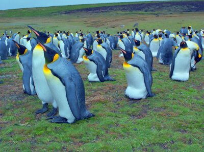 Pinguin-Kolonie