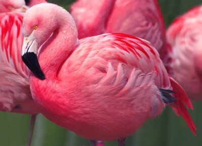Pink Flamingo aus der Nähe gesehen