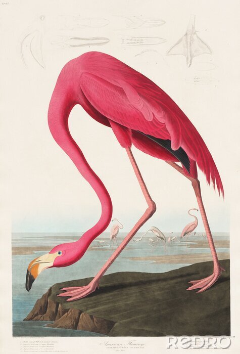 Fototapete Pink Flamingo from Birds of America (1827) by John James Audubon (1785 - 1851 ), etched by Robert Havell (1793 - 1878)