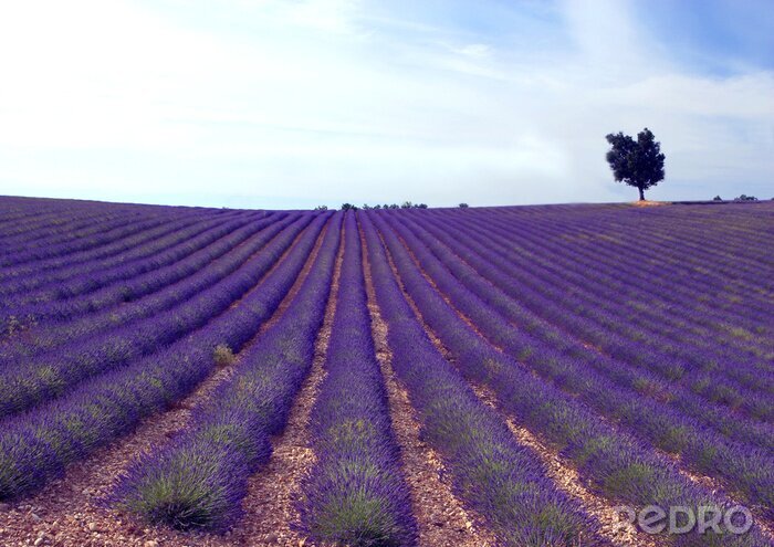 Fototapete Plantage violetter Pflanzen