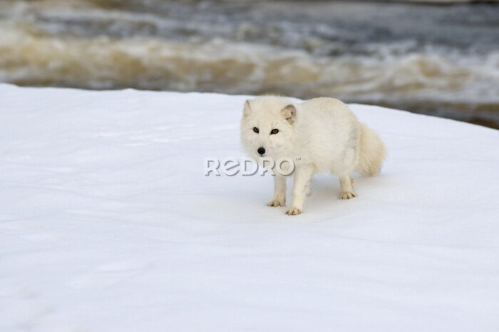 Fototapete Polarfuchs im Schnee Feld am Rand des Flusses