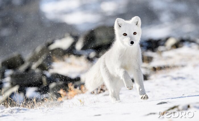 Fototapete Polarfuchs im Winter