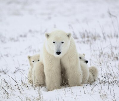 Polartiere im Schnee