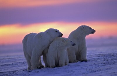 Polartiere in der untergehenden Sonne