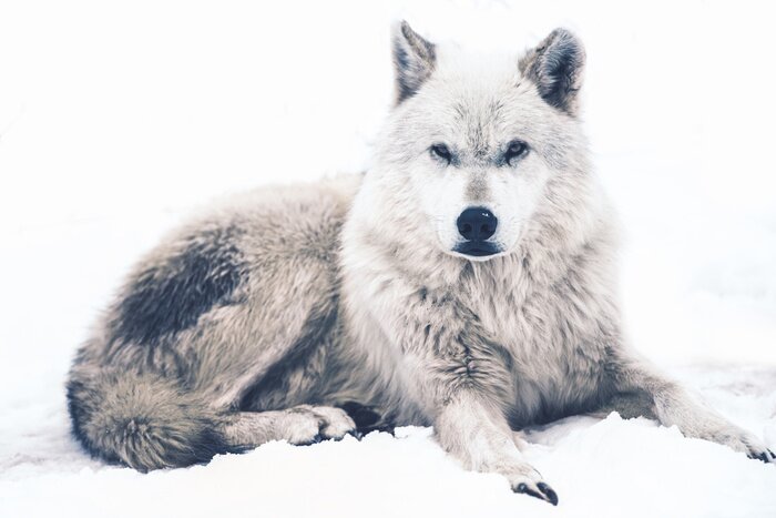 Fototapete Polarwolf auf dem Schnee liegend