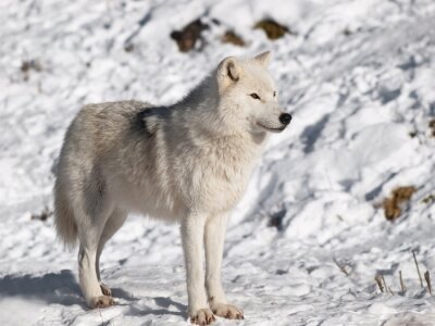 Fototapete Polarwolf in seinem natürlichen Lebensraum