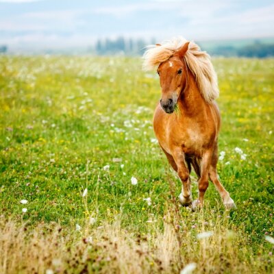 Fototapete Pony auf einer blumenreichen lichtung