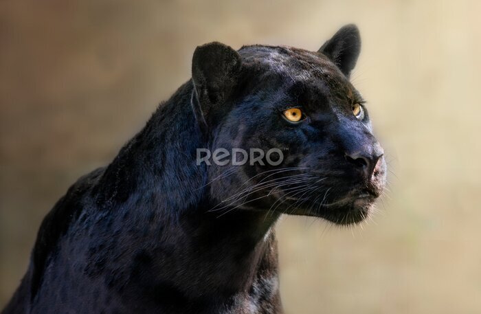 Fototapete Porträt des schwarzen Panthers