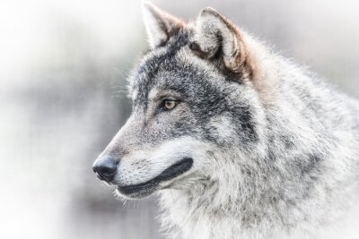 Fototapete Porträt dunkelgrauer Wolf