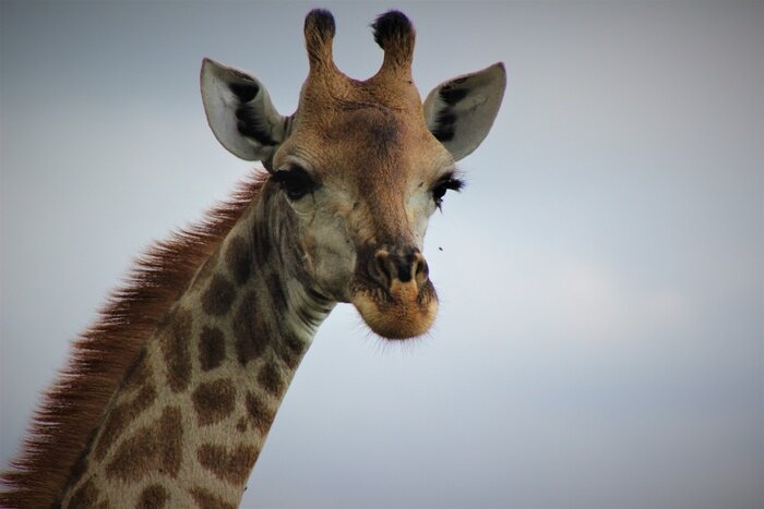 Fototapete Porträt einer Giraffe mit Wolken im Hintergrund