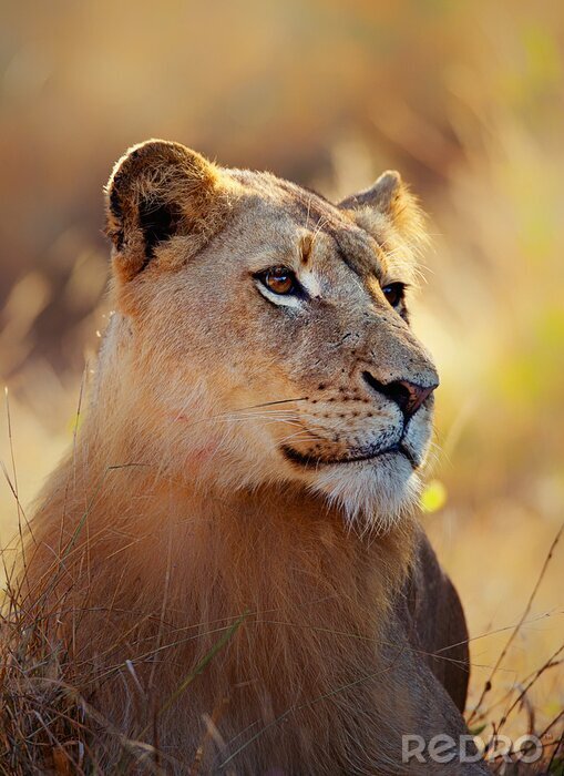 Fototapete Porträt einer Löwin im Gras