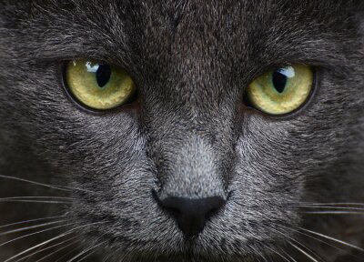 Fototapete Porträt einer schwarzen Katze