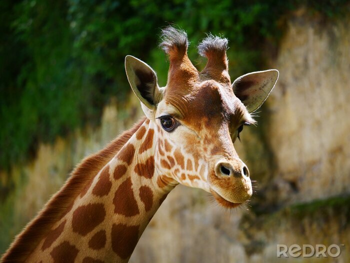 Fototapete Porträt einer süßen Giraffe
