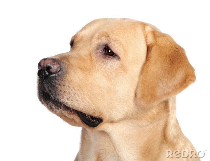 Fototapete Porträt eines beige Labradors