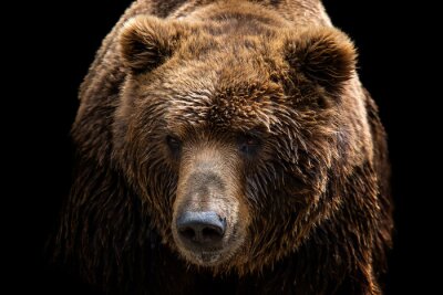 Fototapete Porträt eines braunen Bären