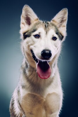 Fototapete Porträt eines charmanten Hundes