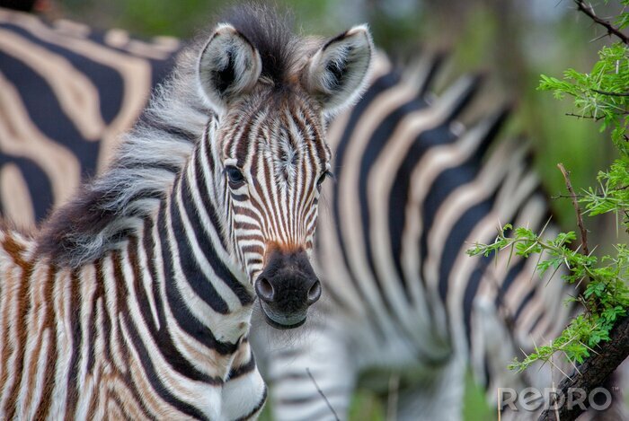 Fototapete Porträt eines charmanten Zebras