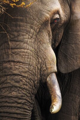 Porträt eines Elefanten als Annäherung