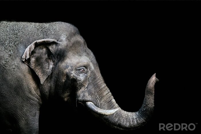 Fototapete Porträt eines Elefanten mit geschlossenen Augen