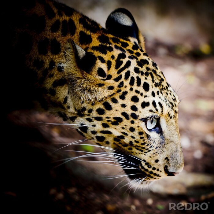 Fototapete Porträt eines gesprenkelten Panthers