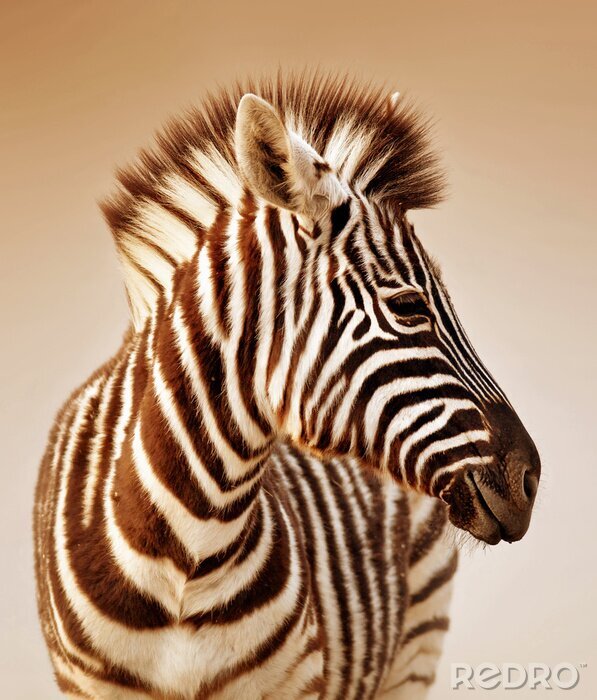 Fototapete Porträt eines gestreiften Zebras