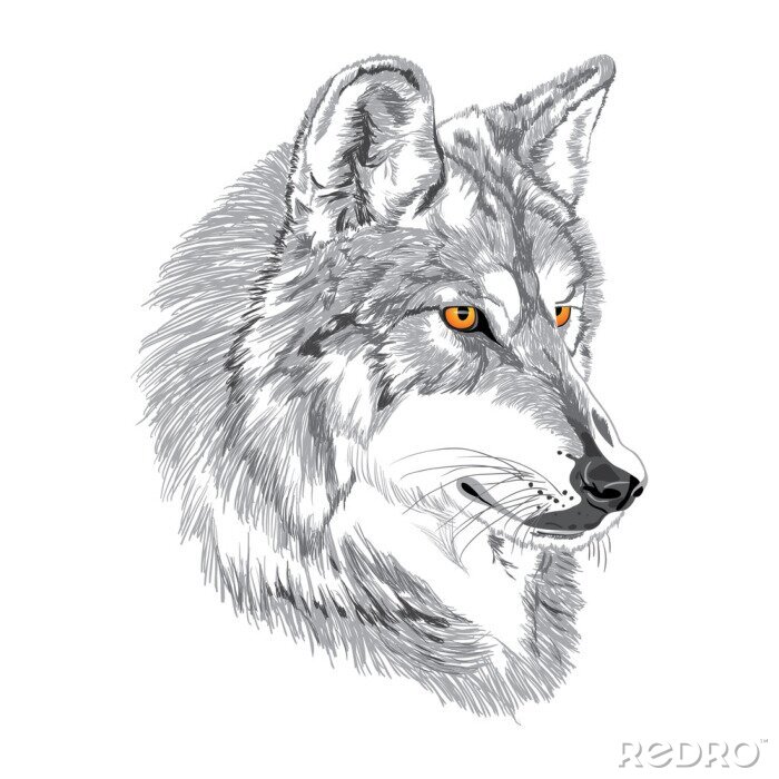 Fototapete Porträt eines grauen Wolfes