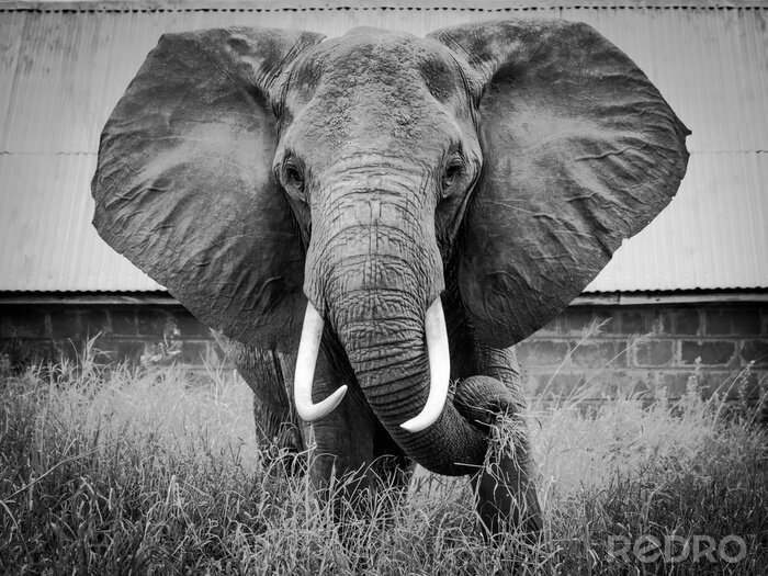 Fototapete Porträt eines großen Elefanten