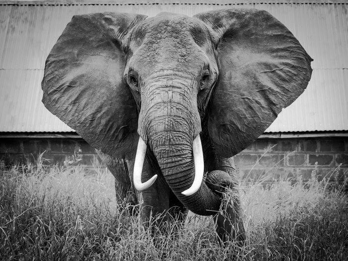 Fototapete Porträt eines großen Elefanten