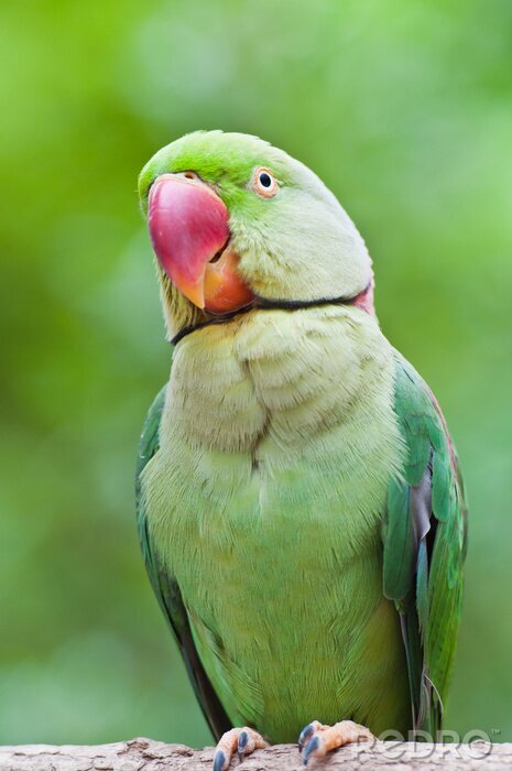 Fototapete Porträt eines grünen Vogels