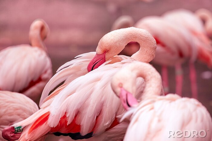 Fototapete Porträt eines liegenden flamingos