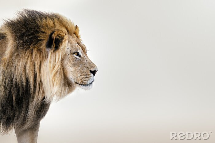 Fototapete Porträt eines Löwen auf beigem Hintergrund