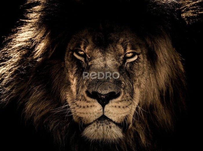 Fototapete Porträt eines Löwen mit üppiger Mähne auf schwarzem Hintergrund