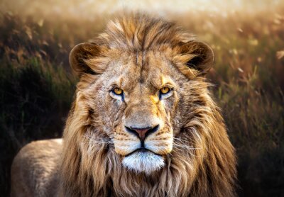 Fototapete Porträt eines Löwen mit warmen Sonnenstrahlen im Hintergrund