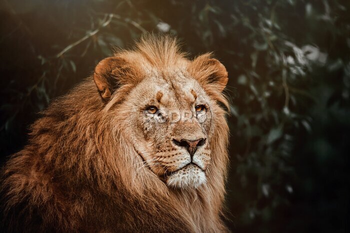Fototapete Porträt eines Löwen vor dem Hintergrund eines Dschungels