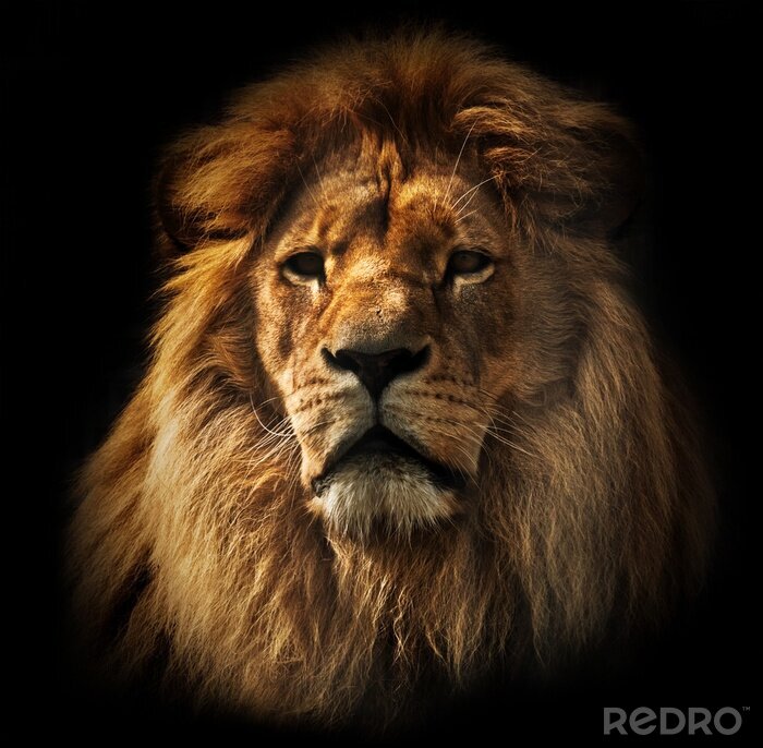 Fototapete Porträt eines Löwen vor dunklem Hintergrund