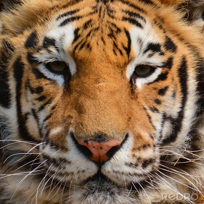 Fototapete Porträt eines orangenfarbenen tigers