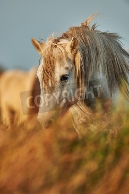 Fototapete Porträt eines pferdes auf der wiese