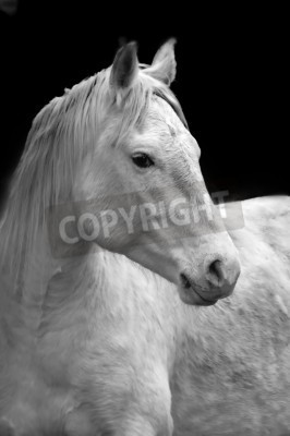 Fototapete Porträt eines pferdes auf dunklem hintergrund