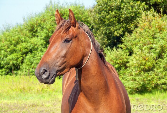 Fototapete Porträt eines pferdes im garten