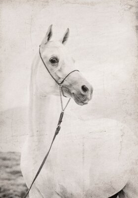 Fototapete Porträt eines pferdes im retrostil