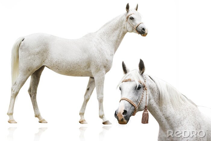 Fototapete Porträt eines pferdes in einem zierzaum