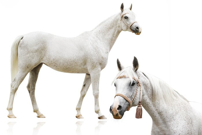 Fototapete Porträt eines pferdes in einem zierzaum