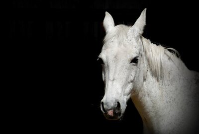 Fototapete Porträt eines pferdes mit angelegten ohren